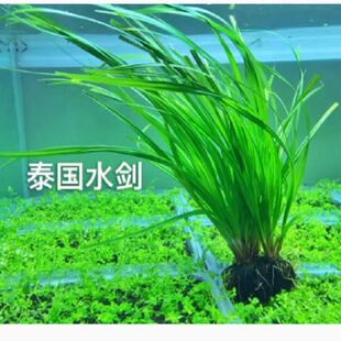 泰国水剑小坨草鱼缸造景好养耐活新手阴性水草无需底沙吸收氨氮