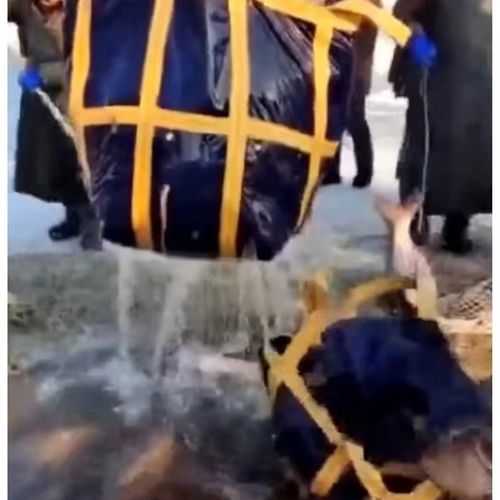 新款装鱼袋子兴盛刀刮布加厚耐用吨包沥水专用吊装带周身打孔吨袋