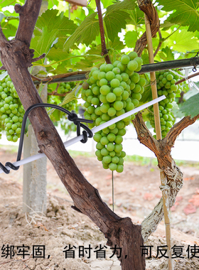 葡萄扎丝新款白色绿圆扁一万根捆绑枝条猕猴桃扎线火龙果扎带园林