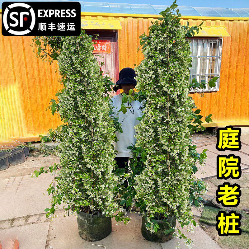 风车茉莉老桩爬藤植物盆栽特大好养络石藤垂丝四季浓香庭院耐热寒