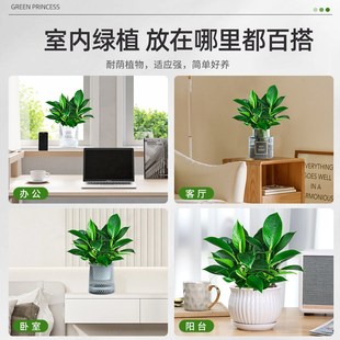 金钻盆栽绿萝箩室内植物花卉水培绿植办公室多肉净化空气去除甲醛