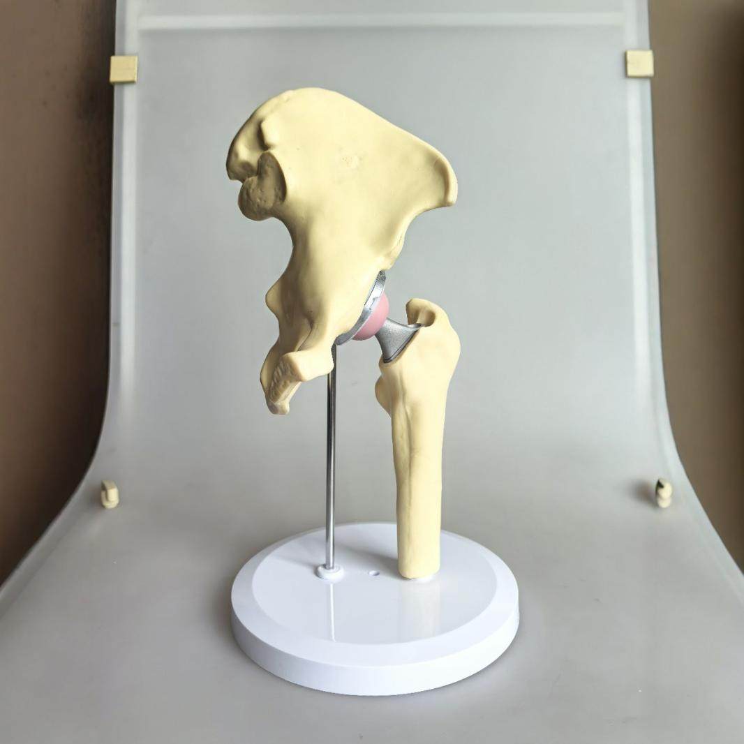 人工髋关节模型 髋关节模型  髋关节模型（材料PVC ABS 金属件）,文具电教/文化用品/商务用品,教学标本/模型,淘宝优惠券,粉丝福利购,淘宝优惠卷