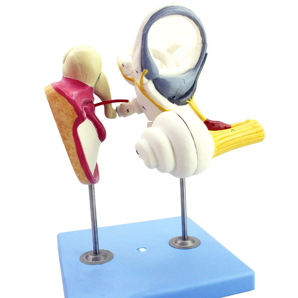 人体内耳迷路听小骨鼓膜耳蜗模型 耳鼻喉科医患沟通教具,文具电教/文化用品/商务用品,教学标本/模型,淘宝优惠券,粉丝福利购,淘宝优惠卷