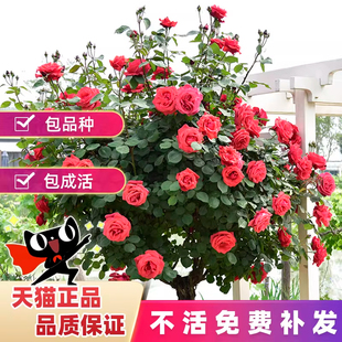 树桩月季花苗特大花多色花朵四季花卉庭院高杆棒棒糖嫁接树状月季