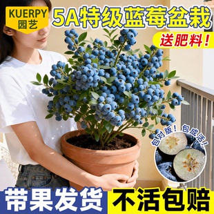 蓝莓树果苗盆栽特大号室内外蓝梅苗地栽阳台四季南北方种植果树