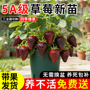 草莓盆栽带果黑珍珠玄玉奶油四季草莓苗秧室内阳台绿植果树苗批发