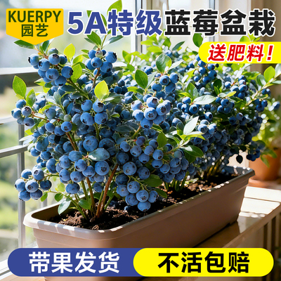 蓝莓树果苗盆栽室内外阳台种植带果F6法新特大号南北方耐寒蓝莓苗