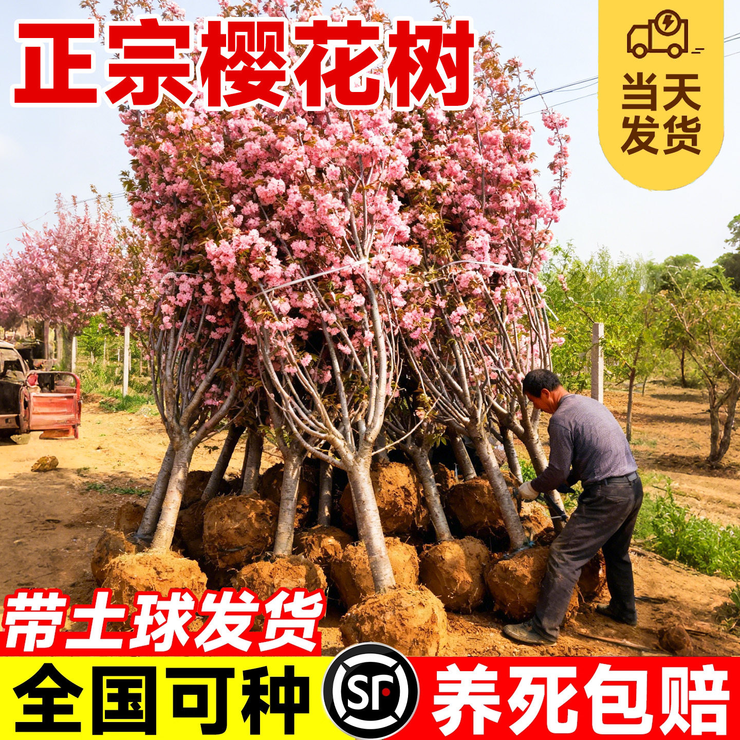 重瓣樱花树苗盆栽阳台庭院耐寒花卉绿植物高杆晚樱花园种植风景树图片
