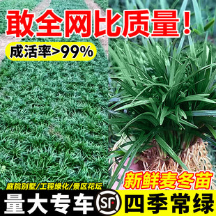 矮麦冬草庭院玉龙草苗耐寒践踏园林绿化苗木草坪植物金边麦冬草苗