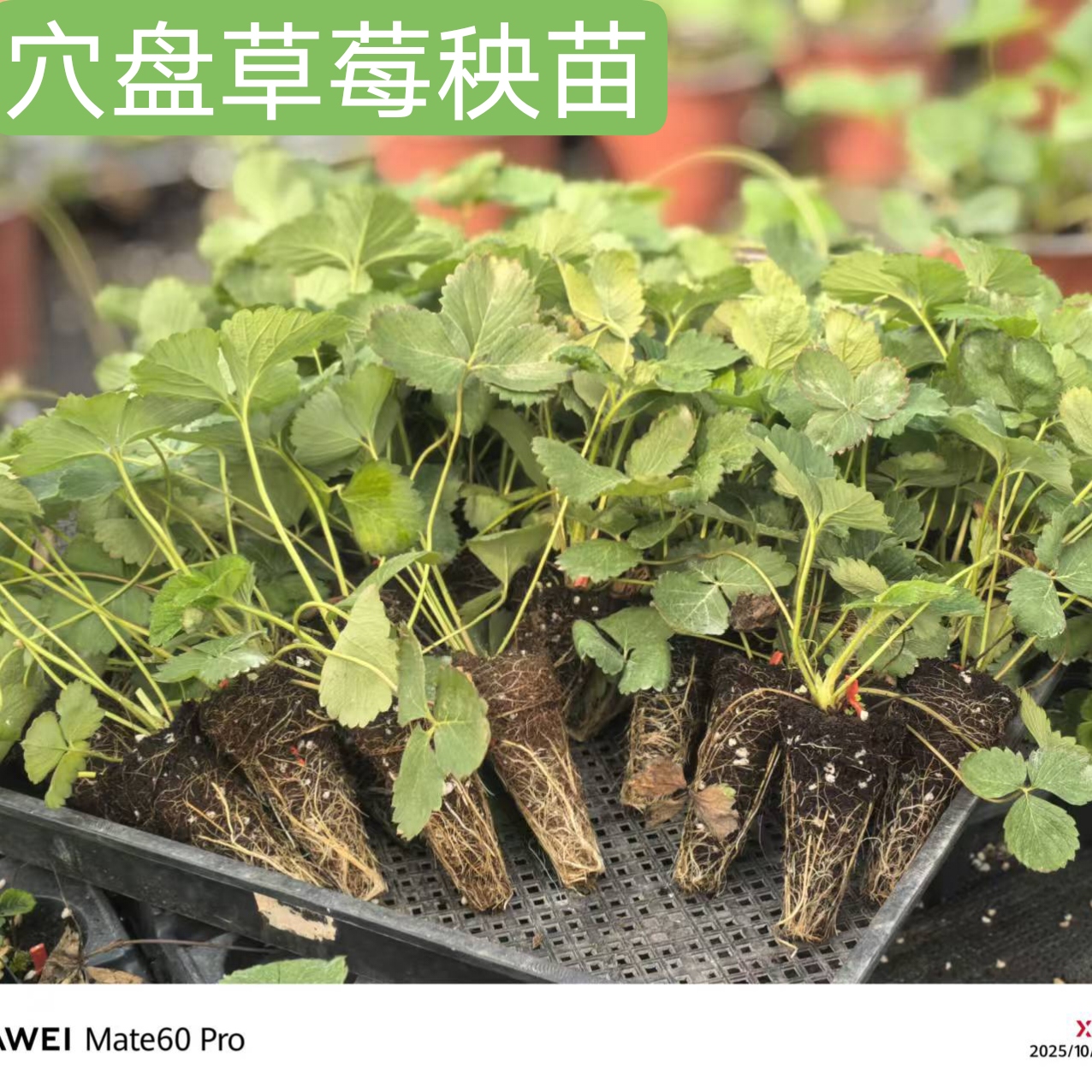 穴盘草莓秧苗四季结果