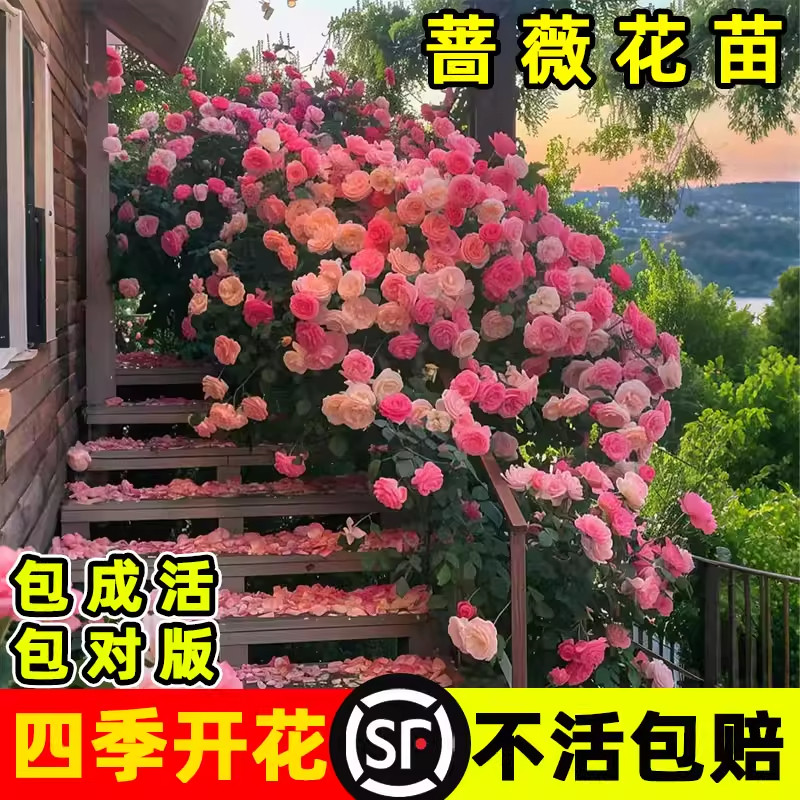 蔷薇花苗藤本月季爬藤四季开花爬墙植物庭院树苗盆栽花卉大全鲜花图片