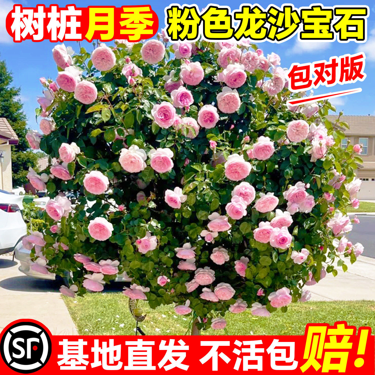 树桩月季特大花庭院植物嫁接花苗树状棒棒糖月季树苗盆栽玫瑰花卉