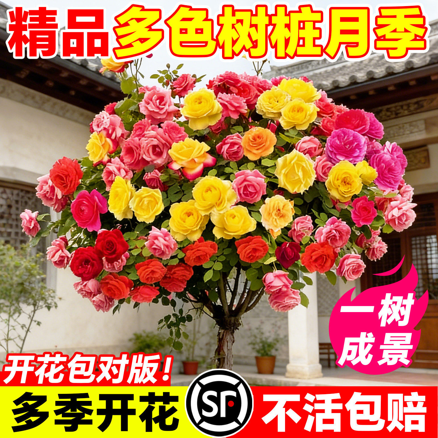 树桩月季特大花庭院植物嫁接花苗树状棒棒糖月季树苗盆栽玫瑰花卉