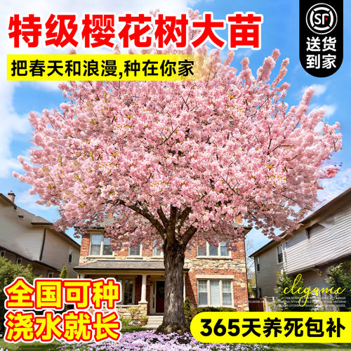 染井吉野日本樱花树苗庭院大树晚樱重瓣南北方地栽种植庭院风景树