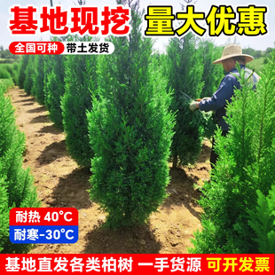 松柏树苗四季常青柏树塔柏侧柏墓前树苗道路绿化耐寒易活圆柏松树