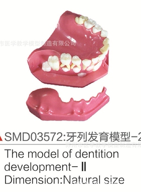 SMD03572牙列发育模型-2