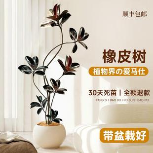橡皮树黑金刚客厅大盆栽绿植室内客厅办公室大型植物旺宅真花禄植