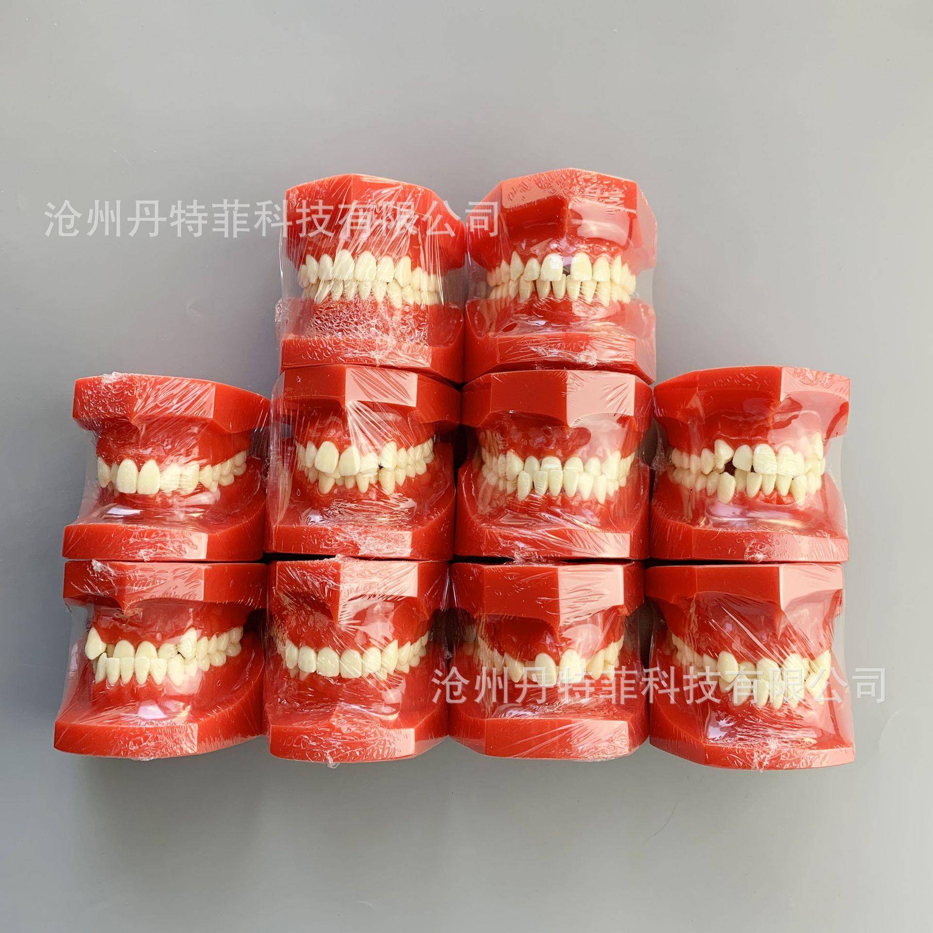 错颌分类模型牙齿正畸模型正畸展示模型牙模型