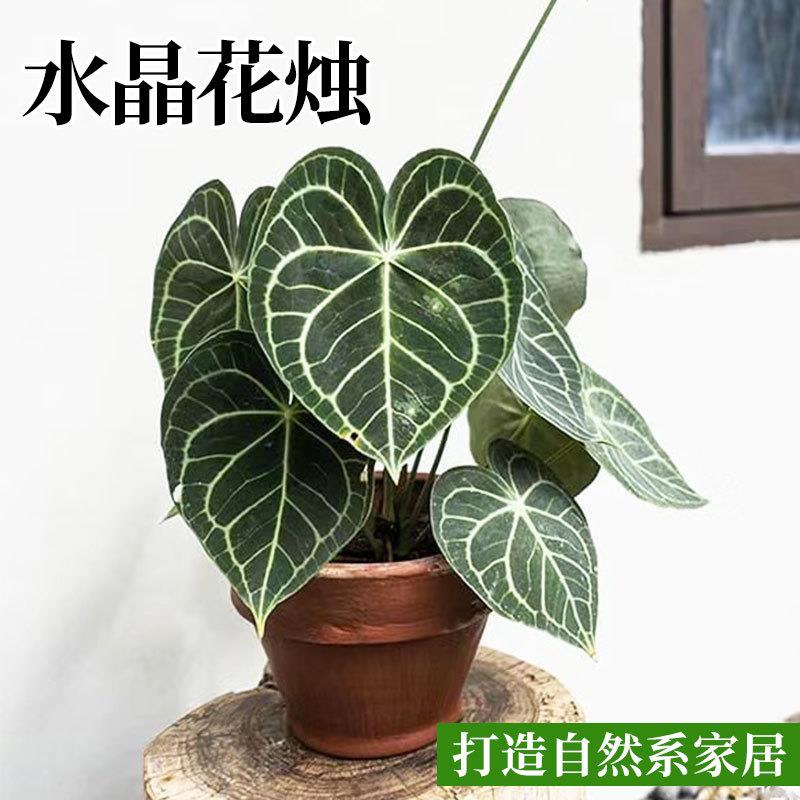 克莱恩花烛心型水晶花烛密纹热带网红好养大型叶片室内外观叶植物