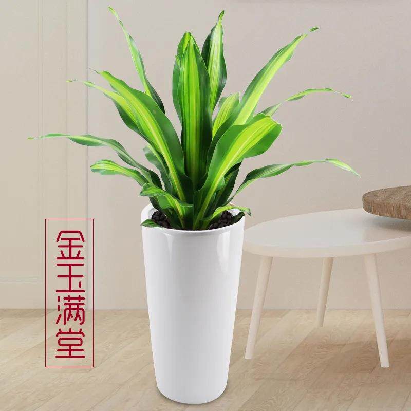 金心也门铁盆栽巴西铁室内大型客厅办公花卉植物香龙血树观叶绿植