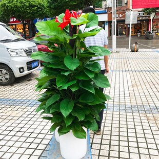 重庆大绿萝柱开业盆栽室内大型绿植客厅植物办公室净化空气除甲醛