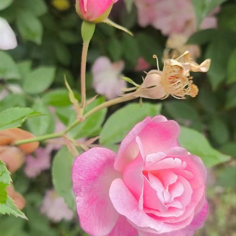 中草药材农产品加工设备粉花月季花茶河南洛阳嵩县特产庭院园林