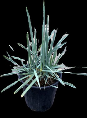 蓝滨麦盆栽蓝色观赏草苗s庭院花园花镜造景植物多年生耐寒耐旱易