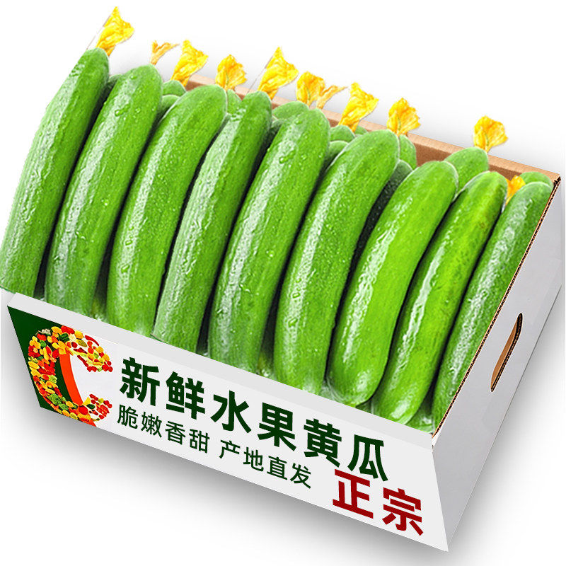水果黄瓜新鲜生吃当季脆嫩