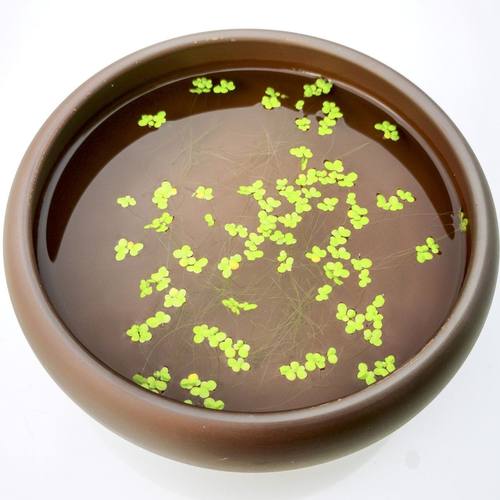 浮萍 蝴蝶萍 植物造景水草 水生芝麻萍鱼缸 小乌龟观赏虾螺鱼饲料