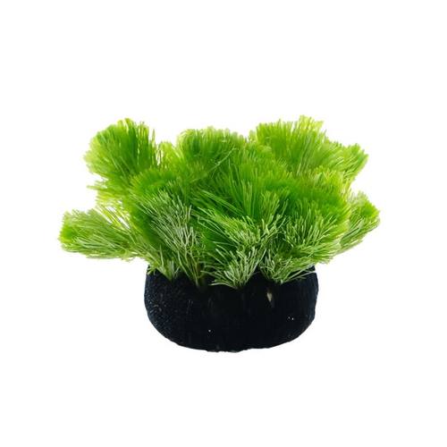 绿菊坨草鱼缸水草造景球形无需净化增氧植物懒人阴性底砂水质后景