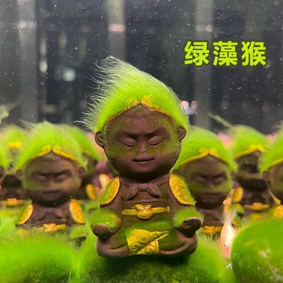 兰寿藻种长绒藻孢子短绒藻绿水藻种藻石青苔鱼缸爆藻绿毛绿藻猴