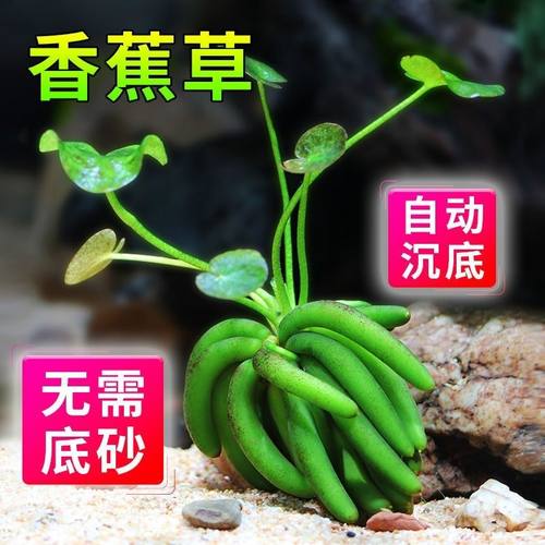 香蕉造景中叶植物懒人水草淡水鱼缸前景水培植物水养