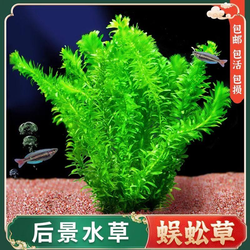 蜈蚣草增水鱼缸造景装饰新手金鱼水草好养耐活淡水水培植物