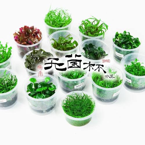 无菌杯水草鱼缸造景宫廷水溶牛毛迷你爬地矮珍珠椒草天湖懒人阴性