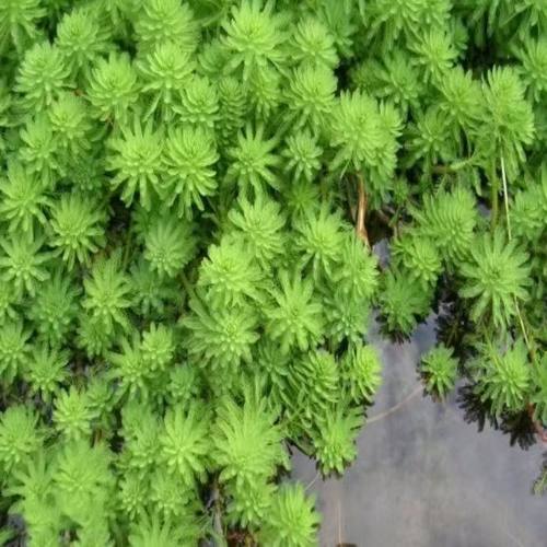 粉绿狐尾藻养殖小龙虾蟹水培植物盆栽鱼缸水草淡水乌龟鱼缸造景