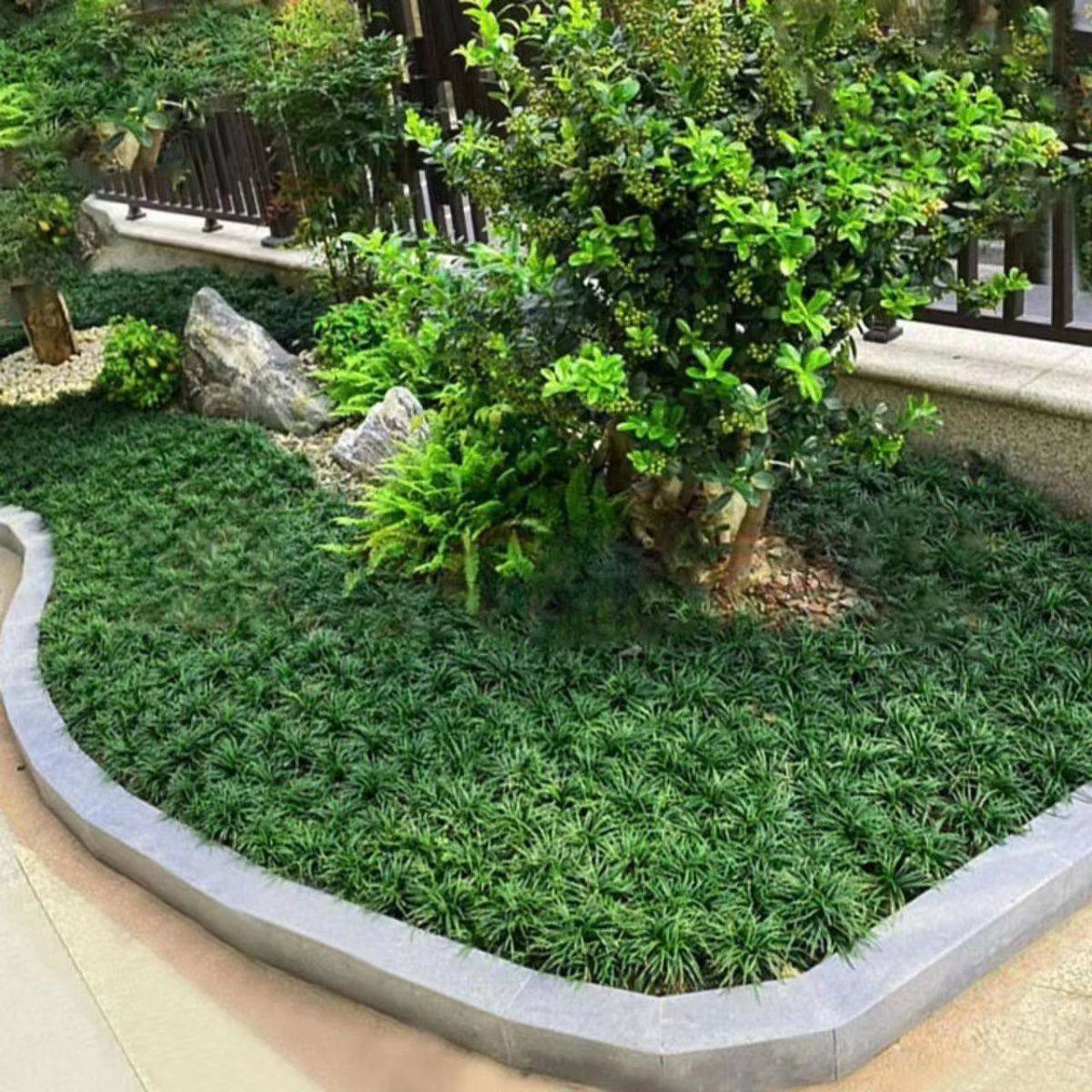 日本矮化麦冬草耐寒玉龙草庭院室外花园工程绿化四季常青园林植物