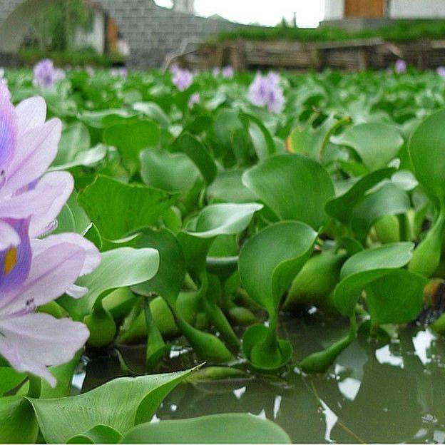 水葫芦浮萍鱼缸水草水质植物养鱼水培养龟净化造景水浮莲池塘