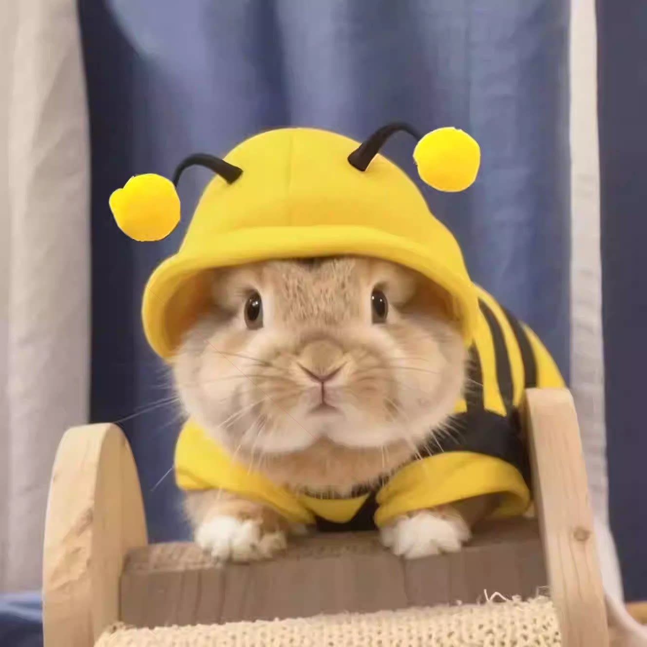 宠物兔衣服兔子可爱蜜蜂保暖卫衣小宠防掉毛侏儒兔龙猫仓鼠荷兰猪