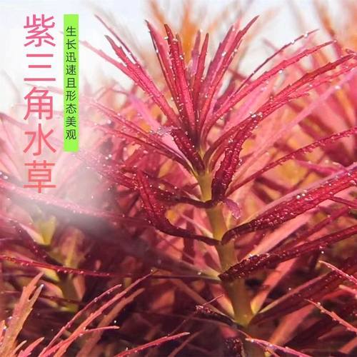 紫三角百叶水草草缸懒人后景荷兰自养水下叶草造景紫色植物鱼缸