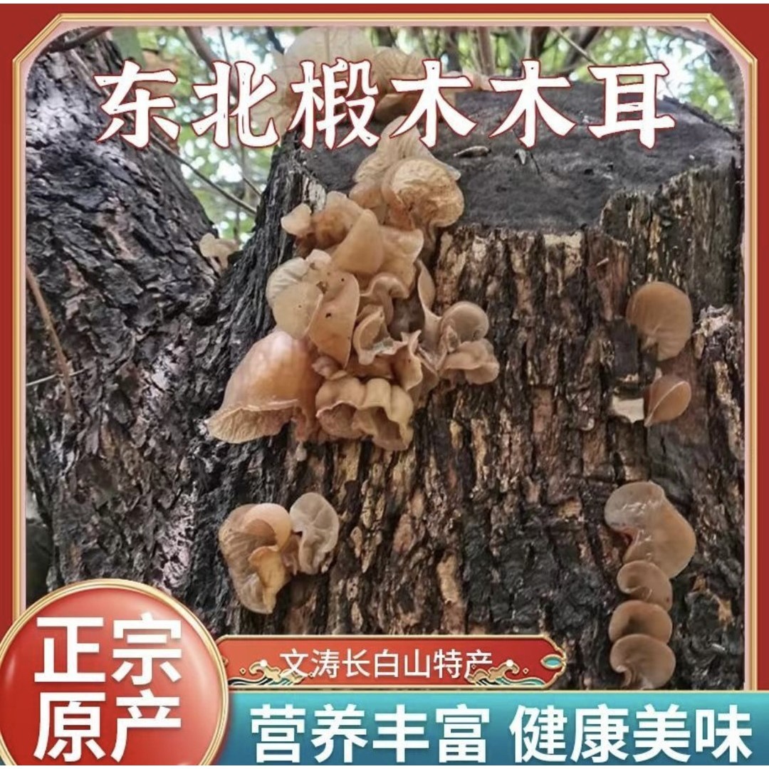 长白山啄木椴深山里野木耳