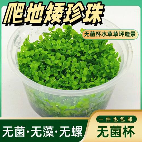 爬地矮珍珠无菌杯阴性前景草缸鱼缸草坪造景植物水草增氧植物