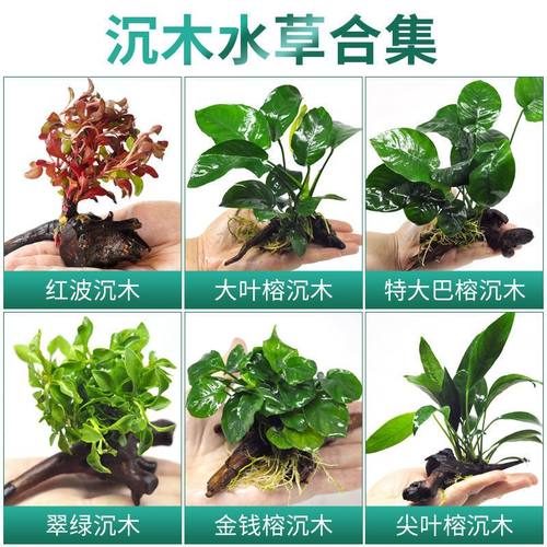 水榕水草植物阴性鱼缸造景真草增氧懒人沉木易养水榕套餐绿植水草