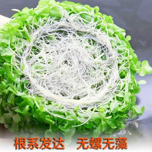 鱼缸造景前景爬地矮珍珠水草坪迷你矮淡水活体植物无菌杯阴性趴地