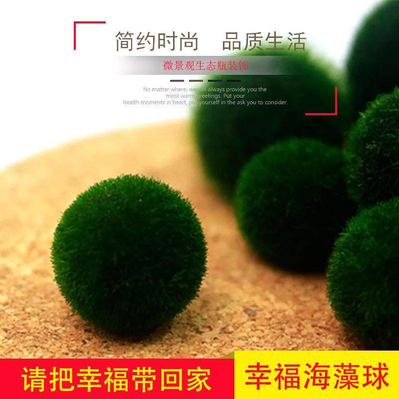 marimo幸福海藻球观赏活体真水草桌面微景观生态瓶水族箱水培植物