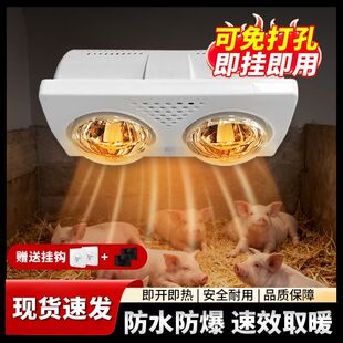 养殖保温灯畜牧猪仔取暖灯防水防爆小鸡小鸭小狗烤灯保暖养殖场
