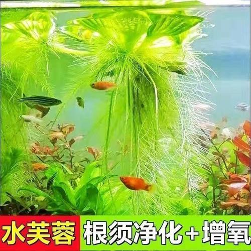 水芙蓉浮萍植物水培鱼缸水生植物养虾水草造景净化水质养鱼水葫芦