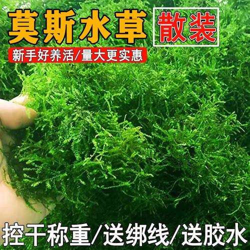 莫斯水草小鱼缸水培增氧真水草粘沉木石头造景摆件新手养不死阴性