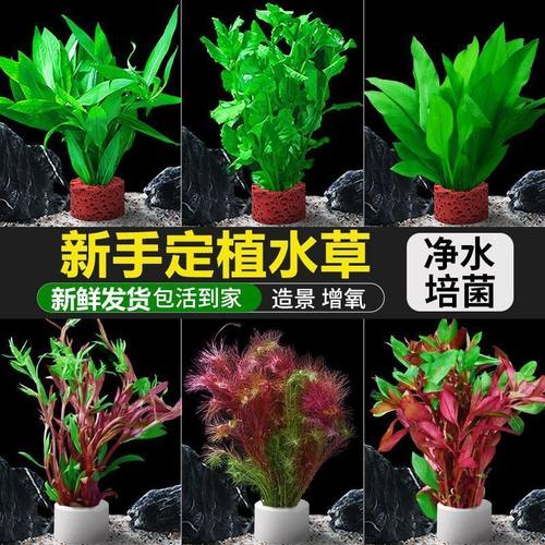 绿菊水草植物鱼缸造景真草蜈蚣草阴性净化水质增氧易养新手水草