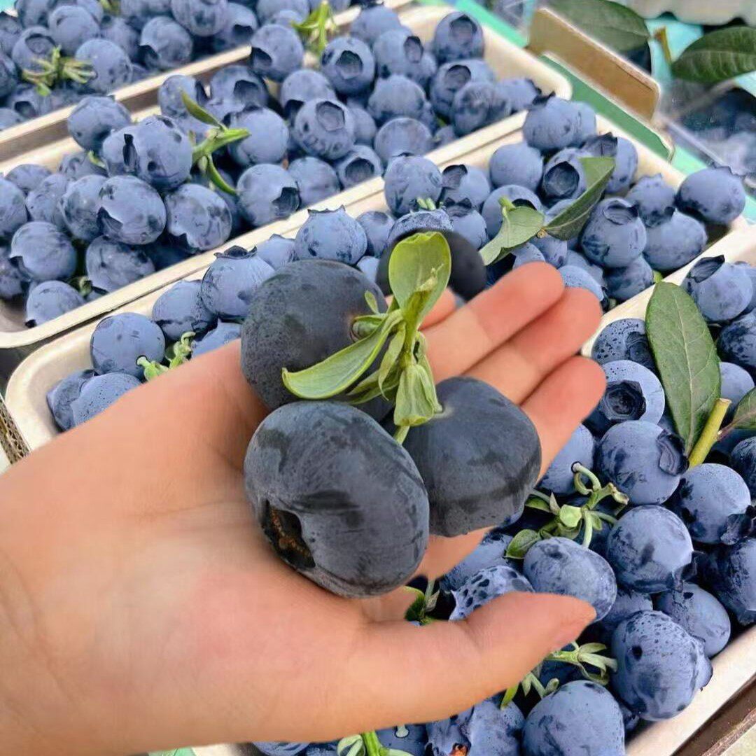 顺丰/京东25花香蓝莓李书记云南抚仙湖当季水果花香脆甜蓝莓