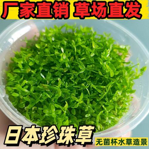 日本高珍珠无菌杯阴性前景后景草缸鱼缸草坪造景植物水草增氧植物